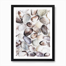 Shells On White Background Art Print