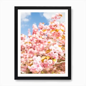 Cherry Blossom Bloom Art Print