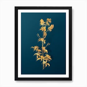 Vintage Spanish Clover Bloom Botanical in Gold on Teal Blue n.0200 Art Print