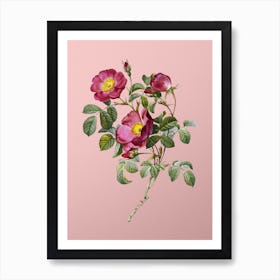 Vintage Rose of Love Bloom Botanical on Soft Pink n.0376 Art Print