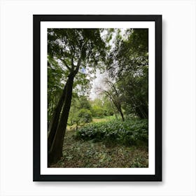 View Of A Forest Art Print