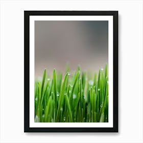 Green Grass With Water Droplets Art Print