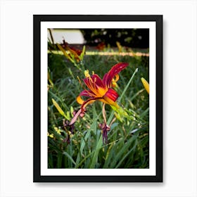 Red And Yellow Lily Photograph Art Print