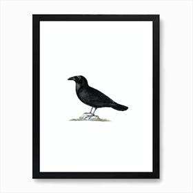 Vintage Common Raven Bird Illustration on Pure White n.0055 Art Print