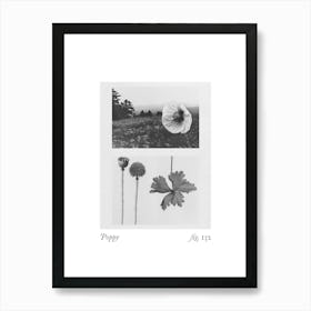 Poppy Botanical Collage 2 Art Print