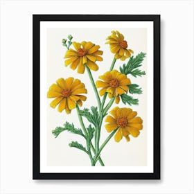 Marigold Vintage Botanical 2 Flower Art Print