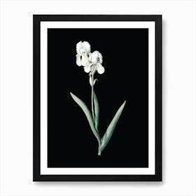 Vintage Tall Bearded Iris Botanical Illustration on Solid Black n.0494 Art Print