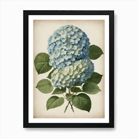 Hydrangea 3 Art Print