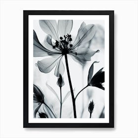 Black And White Flower Silhouette 9 Art Print