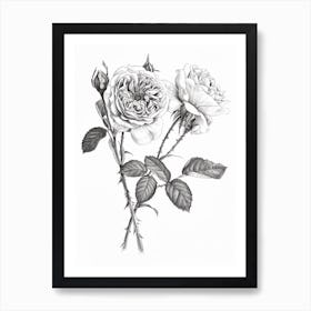 Roses Sketch 56 Art Print