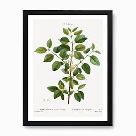 Common Buckthorn, Pierre Joseph Redoute Art Print