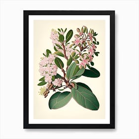 Mountain Laurel Wildflower Vintage Botanical Art Print