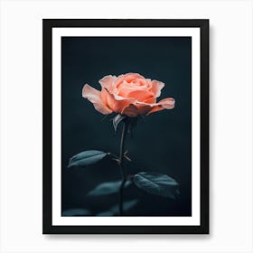 Pink Rose On Dark Background 2 Art Print