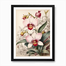 Orchids 6 Art Print