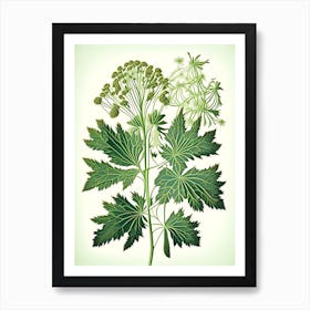 Angelica Herb Vintage Botanical Art Print