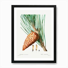 An Enlarged Picture Of Maritime Pine, Pierre Joseph Redoute Art Print