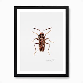 Rhyparochromus vulgaris, a dirt-colored seed bug, watercolor artwork Art Print