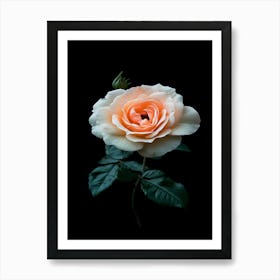 Peach Rose On Black Background 2 Art Print