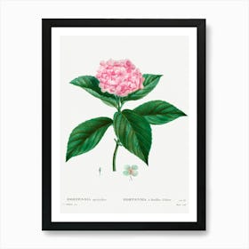 French Hydrangea, Pierre Joseph Redoute Art Print