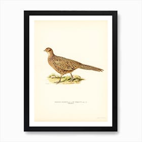 Pheasant (Phasianus Colchicus), The Von Wright Brothers Art Print