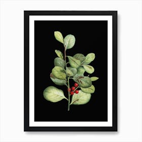 Vintage Lingonberry Evergreen Shrub Botanical Illustration on Solid Black n.0401 Art Print