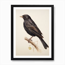 Vintage Bird Drawing Blackbird 2 Art Print