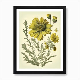 Coreopsis Wildflower Vintage Botanical 1 Art Print