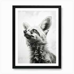 Bat Eared Fox Looking At The Sky Pencil Drawing 1 Art Print