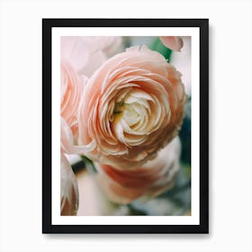 Ranunculus Art Print