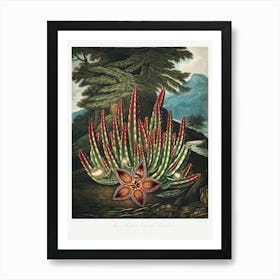 The Maggot–Bearing Stapelia From The Temple Of Flora (1807), Robert John Thornton Art Print