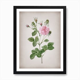 Vintage Pink Agatha Rose Botanical on Parchment n.0107 Art Print