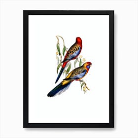 Vintage Adelaide Parakeet Bird Illustration on Pure White n.0225 Art Print