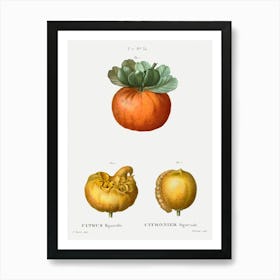 Bigarade Orange, Pierre Joseph Redoute Art Print