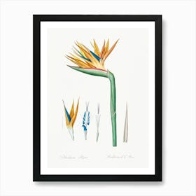 Bird Of Paradise, Pierre Joseph Redoute Art Print