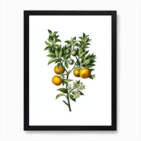 Vintage Bitter Orange Botanical Illustration on Pure White n.0812 Art Print