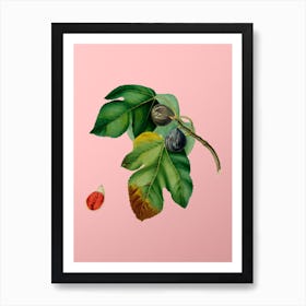 Vintage Fig Botanical on Soft Pink n.0766 Art Print