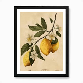 Lemons On A Branch 8 Art Print