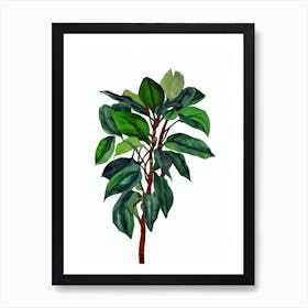 Schefflera (Schefflera Spp Art Print