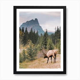 Montana Elk View Art Print