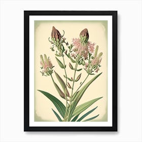 Prairie Milkweed Wildflower Vintage Botanical 1 Art Print