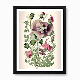 Sweet Pea 1 Floral Botanical Vintage Poster Flower Art Print
