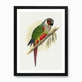 Parrot 7 Póster