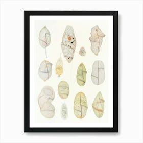 Vintage Cocoons Art Print