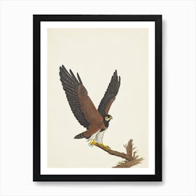 Falcon Illustration Bird Art Print