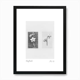 Daffodil Botanical Collage 7 Art Print