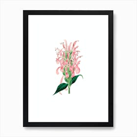 Vintage Justicia Carnea Flower Botanical Illustration on Pure White n.0002 Art Print