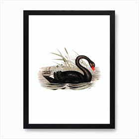 Vintage Black Swan Bird Illustration on Pure White n.0155 Art Print