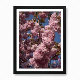 Pink blossoms of the ornamental cherry Art Print