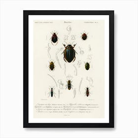 Different Types Of Beetles, Charles Dessalines D'Orbigny 4 Art Print