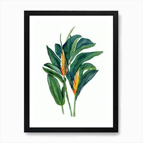 Bird Of Paradise (Strelitzia Reginae) Watercolor Art Print